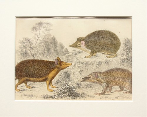 Hedgehog tenrec etc antique - hedgehog,,