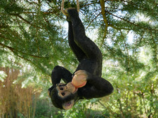 Large Resin Hanging Gorilla