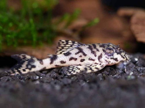 L236 cracked zebra pleco - l236,