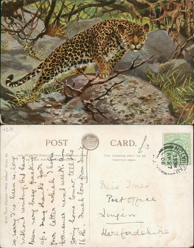 Leopard 1906 holyhead - leopard,