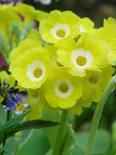 Yellow border auricula 60 - border, :