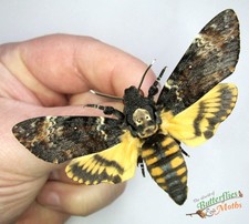 Deaths Head Hawk Moth