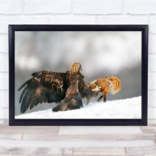 Golden Eagle And Red Fox