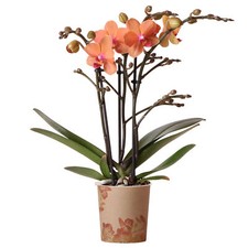 Orchid phalaenopsis kolibri - phalaenopsis,