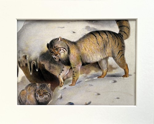 Pallas cat mounted animal - -,