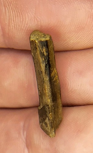Affordable rex tooth 1 - affordable, ~1.02