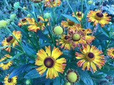 Helenium 'Rauchtopas' - 9cm pot - Free postage on orders of £15