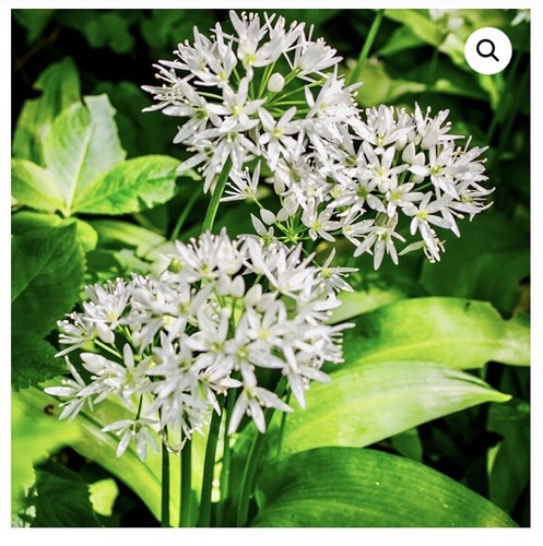 Wild garlic bulbs lifted - garlic,
