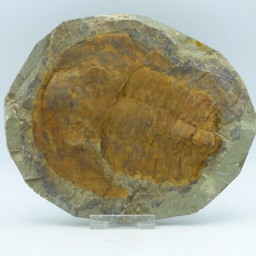 Fossil trilobite cambropallas - fossil,