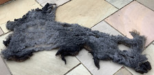 Pure Rare Breed Hebridean