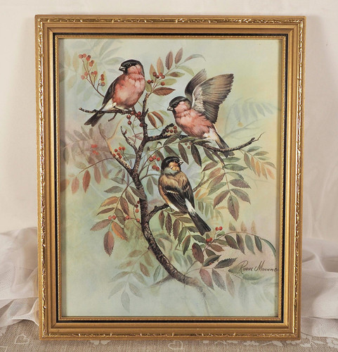 Vintage framed bird - framed, print
