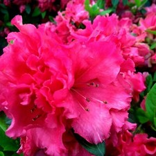 2 x Azalea Red Ruffles - Japanese Azalea - Evergreen Plants in 9cm Pots