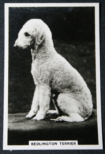 Bedlington terrier vintage - bedlington,