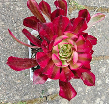 Aeonium Chanel Garnet White Pink Witch Green Witch Big Bang Meiji Rooted Plant