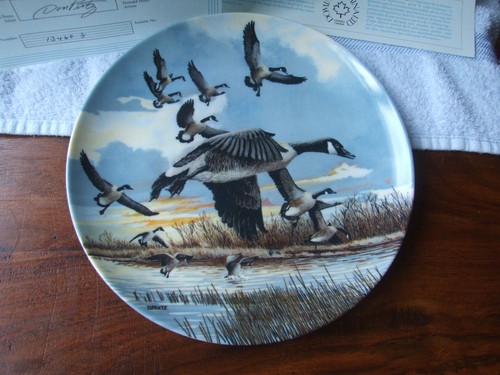 The landing canada goose - landing',