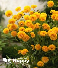 COREOPSIS GOLDEN GLOBE - 70 SEEDS - Coreopsis grandiflora - PERENNIAL FLOWER