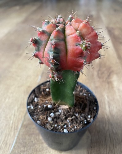 Gymnocalycium mihanovichii - gymnocalycium,