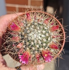 Mammillaria Rekoi subsp