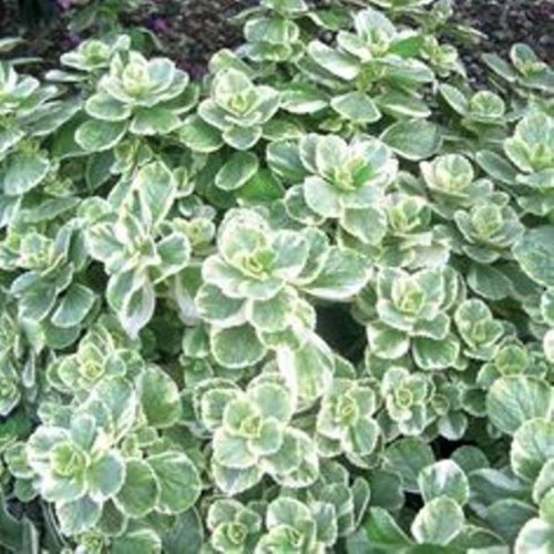 Coleus canina scaredy - scaredy, cat