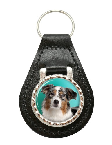 Australian shepherd dog - australian,