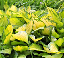 Hosta Gold Standard in 1 ltr
