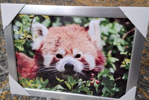 Red panda - red,
