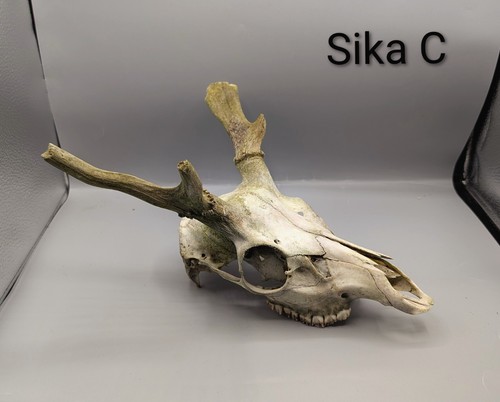 Sika deer skull - skull,, animal