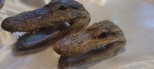 TWO(2) DWARF CROCODILE/ALLIGATOR SKULLS/HEADS, Taxidermy, Excellent Quality!