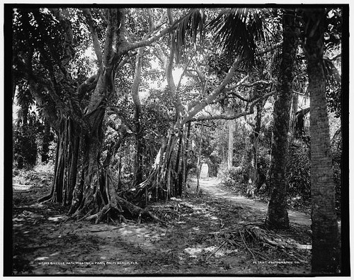 Photo palm beach - photo:palm, bicycle