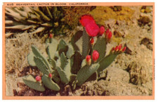 Beavertail Cactus In Bloom