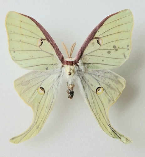 Actias luna male petite moon - male,