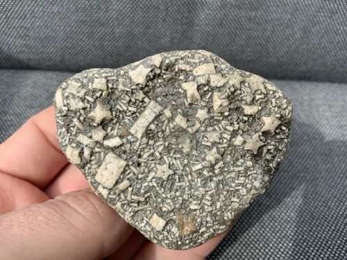 Seaworn jurassic crinoid - seaworn,