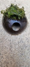 Coconut Shell Covered with Java Moss Live Aquarium Plants - Shrimp, Pleco Cave
