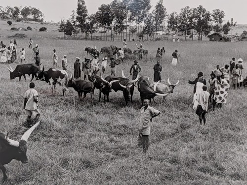 Original 1953 coi - coi, uganda