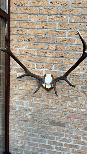 Stag antlers large mounted - stag, large,