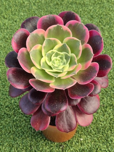 Aeonium canary large - aeonium,