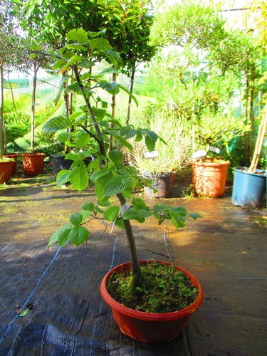 30inch inc pot hornbeam - inc.,