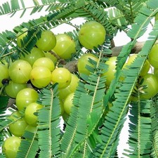 Healthy Amla Plant (Indian Gooseberry) – 40cm+ in 2L Pot | Ayurvedic Superfruit
