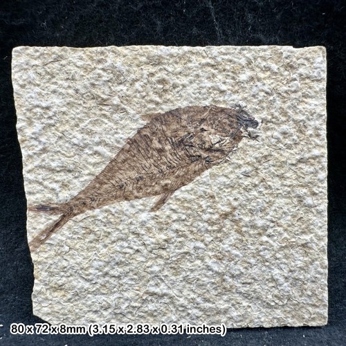 Knightia alta fossil - alta, in