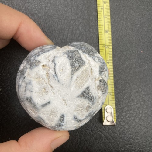 Fossil flint echinoid sea
