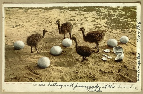 Birds hatching eggs - birds,