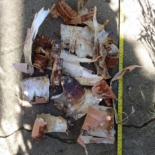 Pile lot silver birch bark - of,