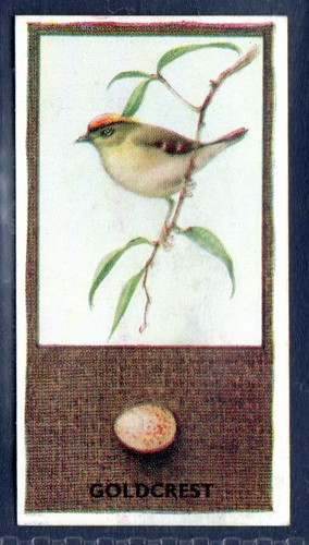 Goldcrest phillips - -,