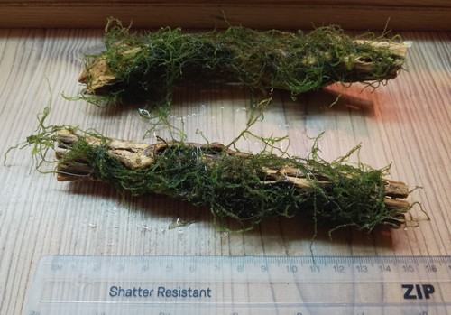 Java moss colla wood - colla, wood-