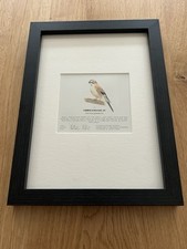 ‘Common (Eurasian) Jay’-