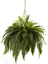 Double Giant Boston Fern