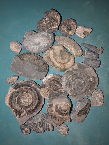 Whitby fossil joblot ammonite - joblot:,