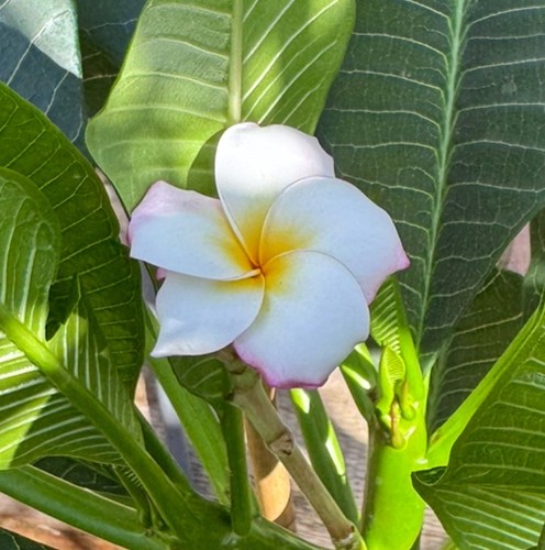 White yellow pink multi tip - multi,