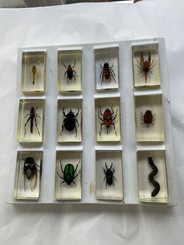 Large insects resin - large, 3”