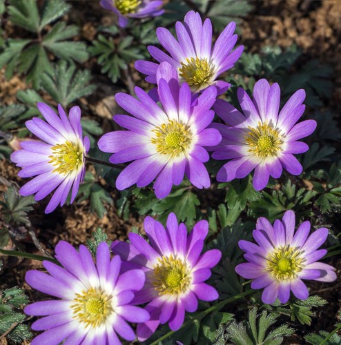 Anemone blanda charmer - 20,